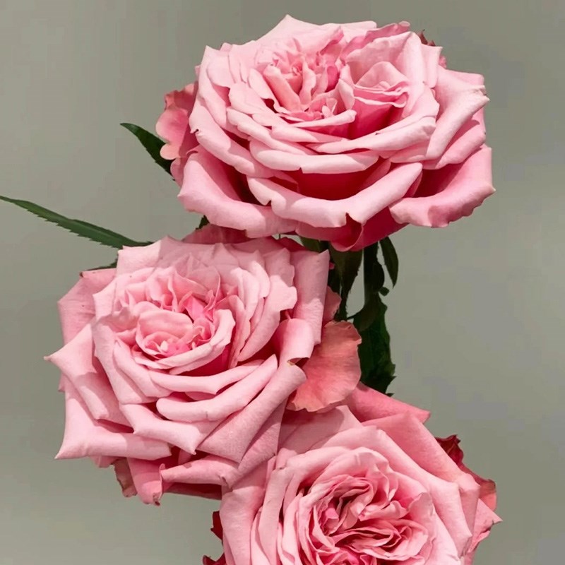 A级闺蜜玫瑰花鲜花云南直发室内水培新鲜插花粉色玫瑰花束鲜切花