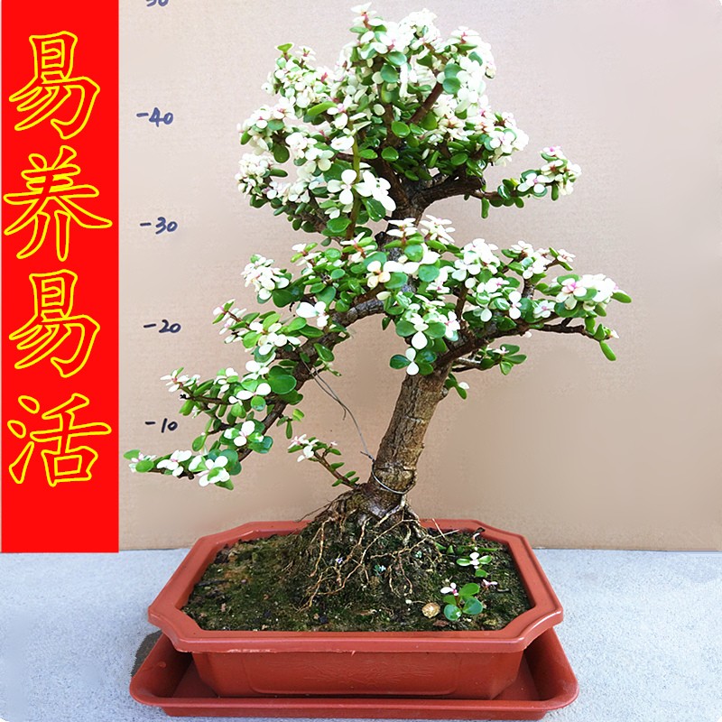 金枝玉叶盆景树桩花卉盆栽室内桌面阳台观花绿植雅乐之舞多肉植物