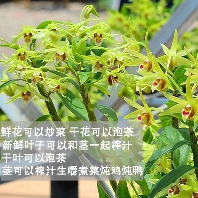霍山铁皮石斛苗石斛盆栽绿植苗可食用能开花霍山产地直发