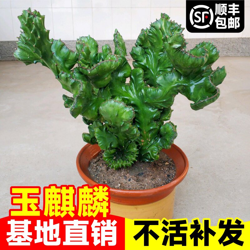 玉麒麟盆栽带根带盆庭院盆景室内阳台彩麒麟龙骨植物多肉四季好养图片