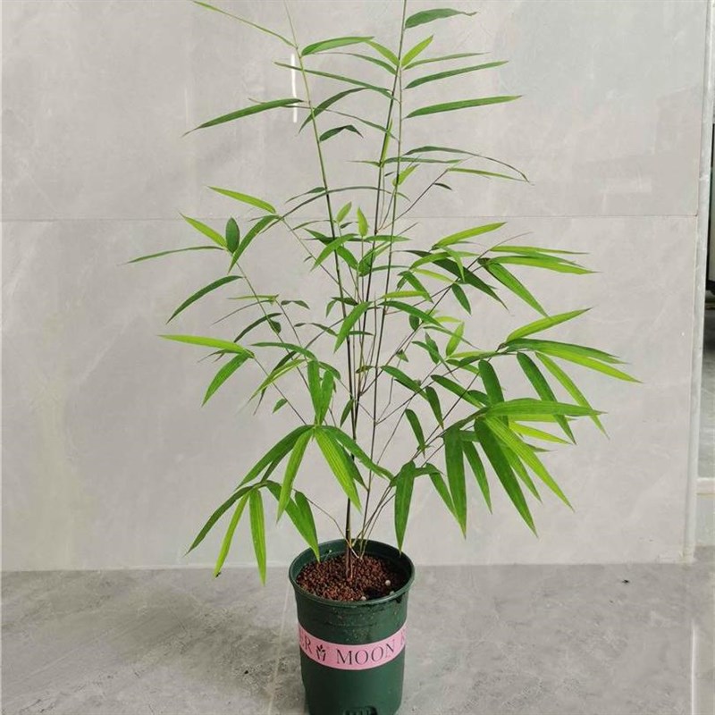 正宗台湾内门竹盆栽竹子苗庭院观叶绿植室内阳台桌面绿植盆景盆景