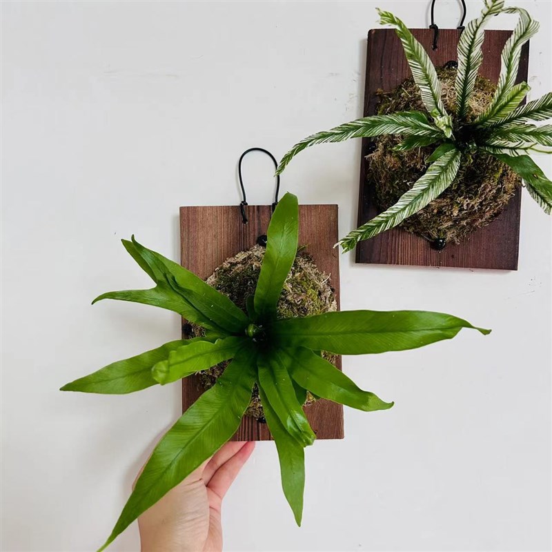 白锦鸟巢蕨花叶鸟巢蕨挂板挂墙绿植苔藓蕨类植物盆栽水培垂吊壁挂