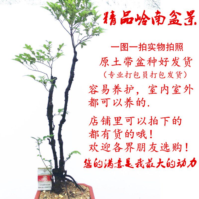 精品小叶紫檀盆景树苗黑骨茶黑檀木树桩植物盆栽办公桌面阳台绿植