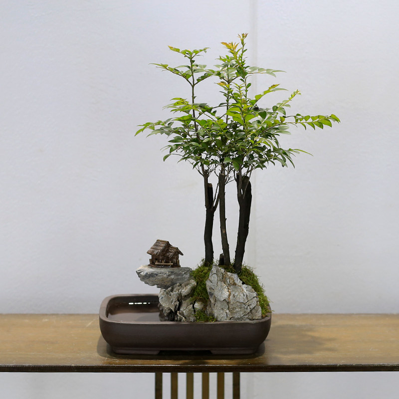 小叶紫檀黑古茶山水假山盆景植物室内摆件办公室桌面绿植盆栽好养