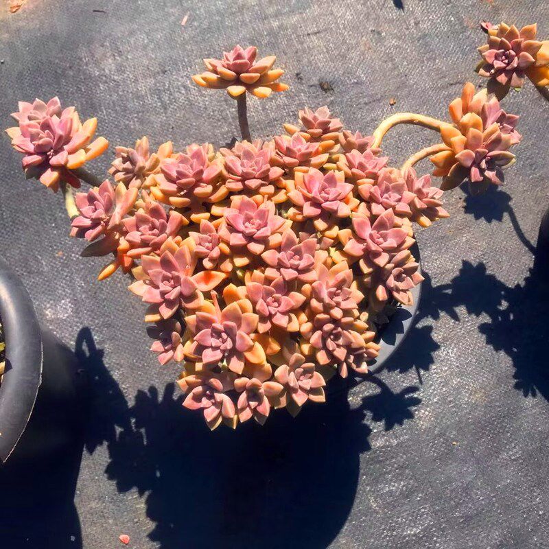 超大盆云南直发精品多肉植物阿伦培老桩室内阳台四季盆栽绿植花