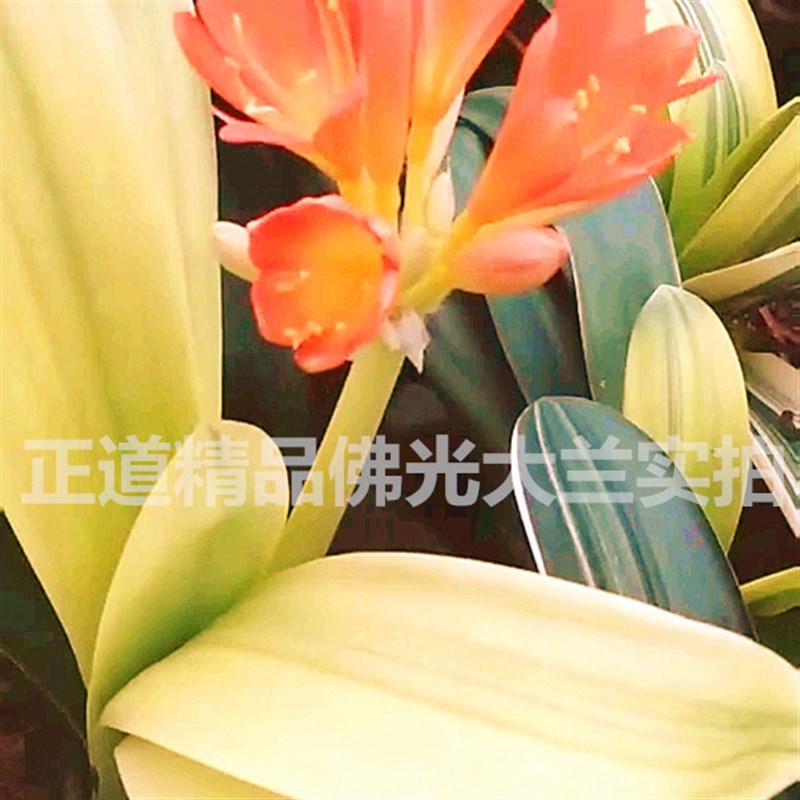 长春精品君子兰 佛光彩兰小苗 宽短叶圆头鸳鸯覆轮彩高端盆栽花卉