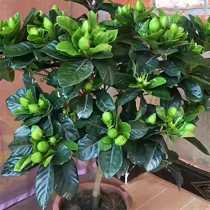 老桩大叶栀子花大树苗大课枝枝花浓香型四季独杆牡丹室外庭院子花