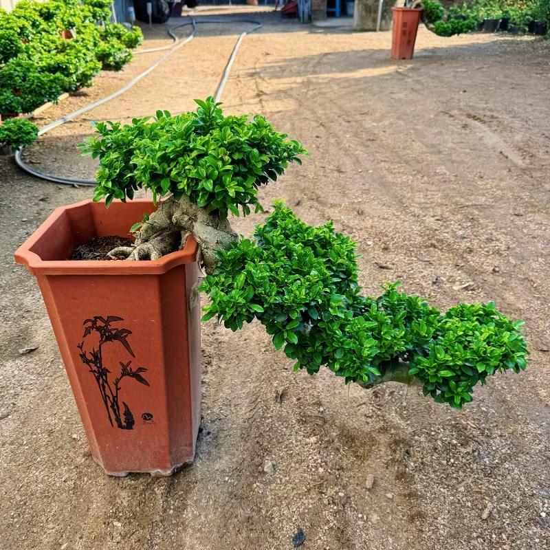 大型小叶榕树盆景树桩悬崖植物造型老桩室外院子阳台客厅绿植盆栽