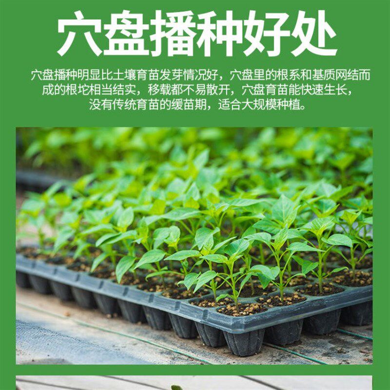 西瓜苗盘育苗盘穴盘育苗盘盘托盘塑料育盘穴营养盘苗盘育苗