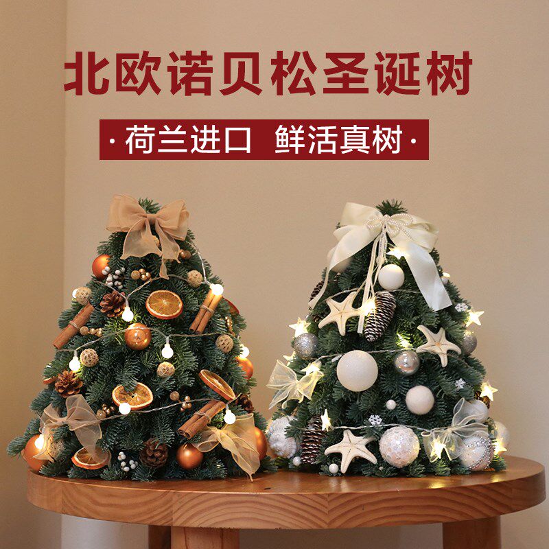 进口鲜活诺贝松圣诞树真树小型家用桌面迷你摆件圣诞节装饰品高档