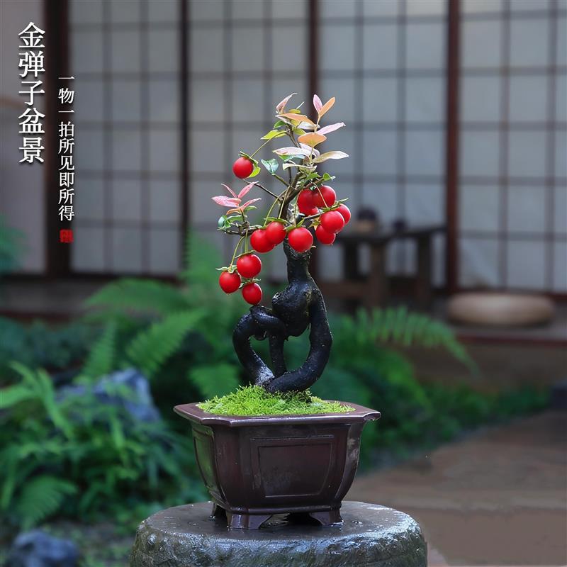 金弹子盆景老桩挂果一物一拍室内绿植盆栽高档造型盆景庭院阳台