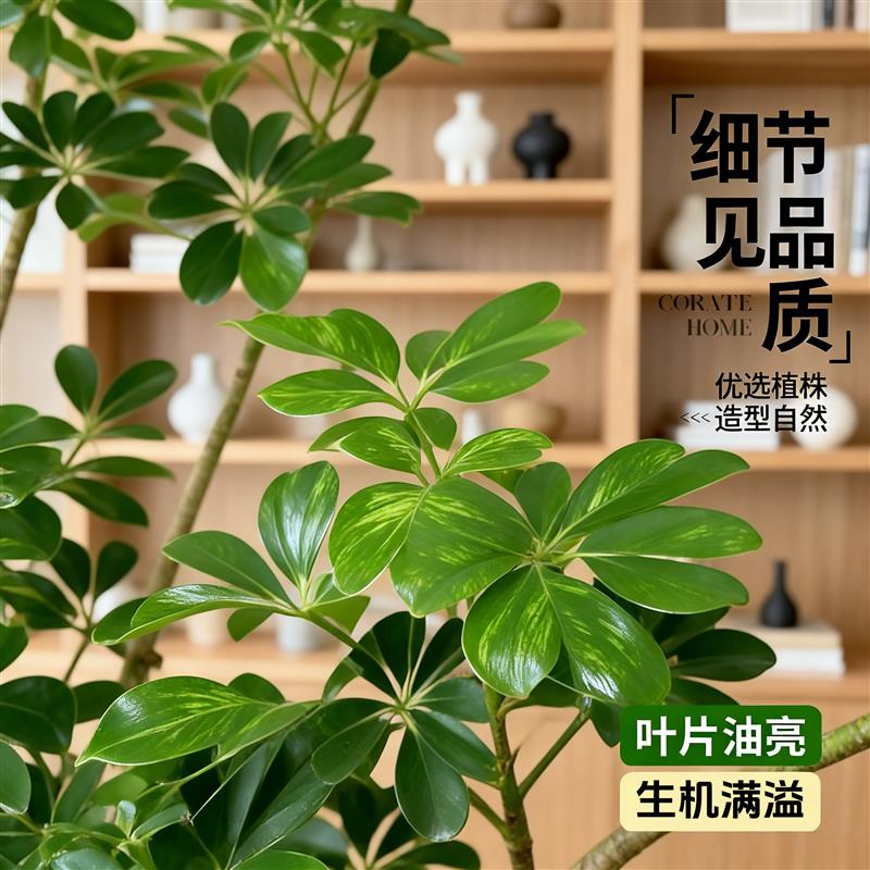 老桩鸭脚木大型绿植鹅掌木盆栽鸭掌木落地客厅办公室室内四季植物
