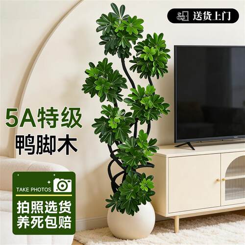造型鸭脚木客厅大盆栽鸭掌木鹅掌柴室内落地式大型绿植物四季常青