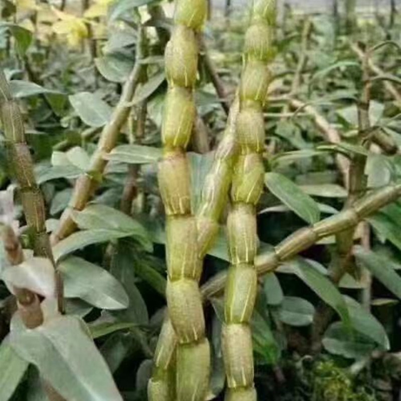 食用霍山种苗铁皮石斛鲜条短粗条铁皮石觚鲜条500克1000克包邮