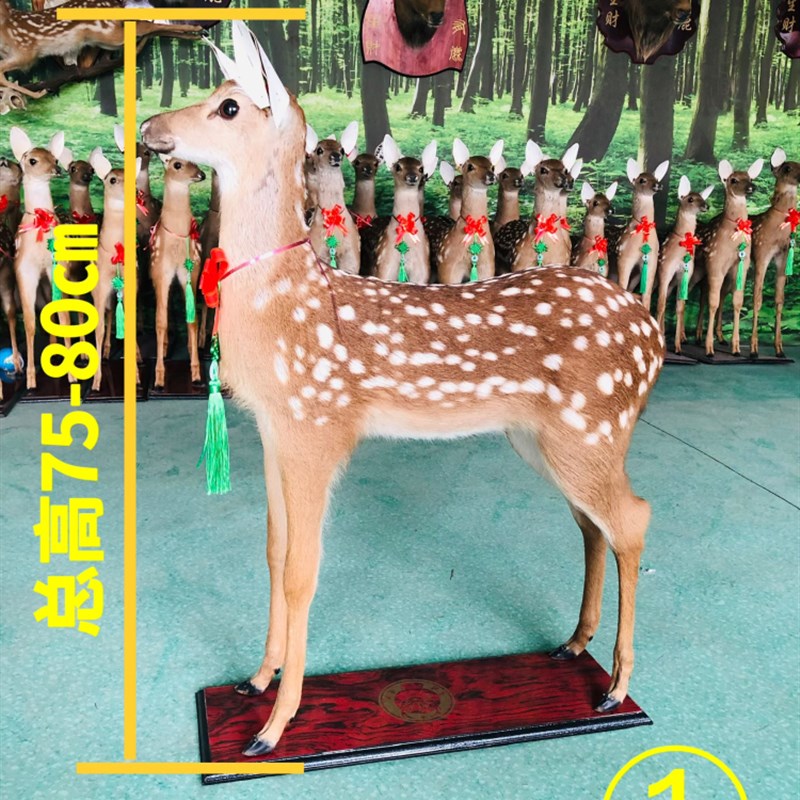 梅花鹿标本吉林梅花鹿模型真皮毛真鹿角鹿头挂件鹿头挂壁招财摆件