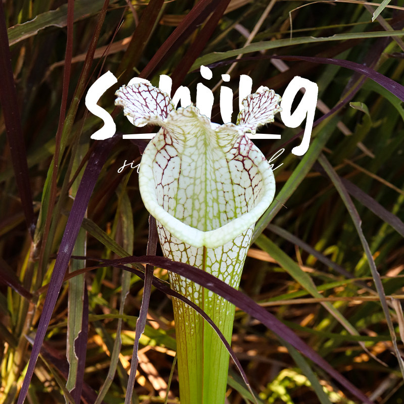 【限量超值大植株】大型白瓶子草/鲍尔温国家公园原生食虫植物