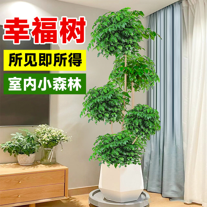 幸福树客厅盆栽大型老桩绿植室内平安树盆景除植物甲醛四季好养禄