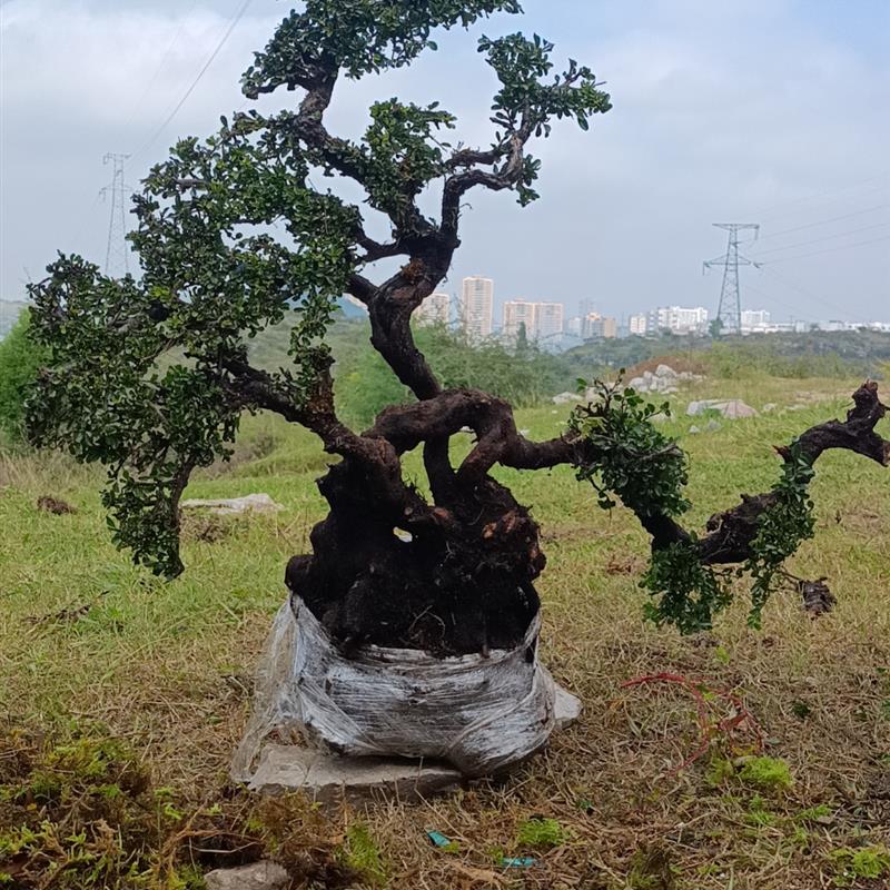 盆景 盆栽 老鹰刺盆景  造型盆景 盆景老桩精品盆景 矮霸盆景