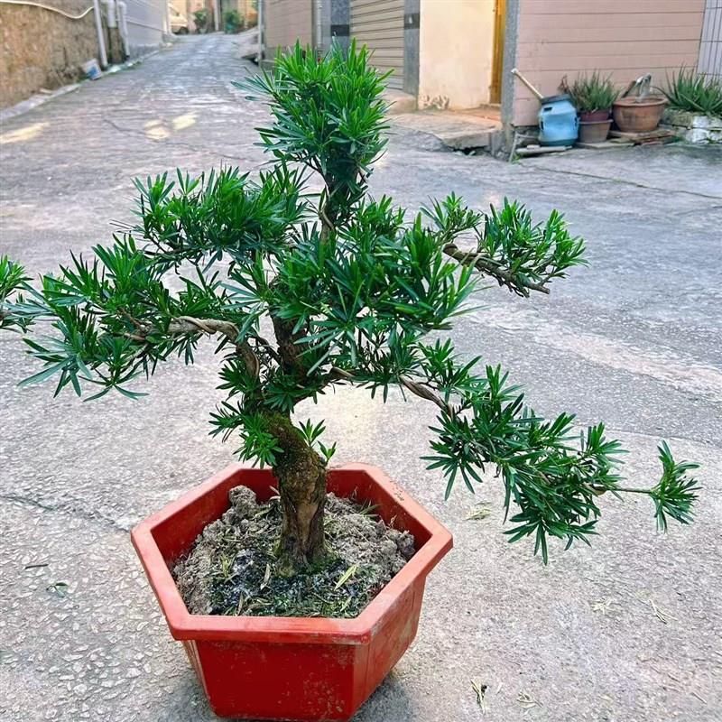 精品罗汉松树苗盆景老桩造型盆栽绿植花卉办公室内客厅庭院别墅