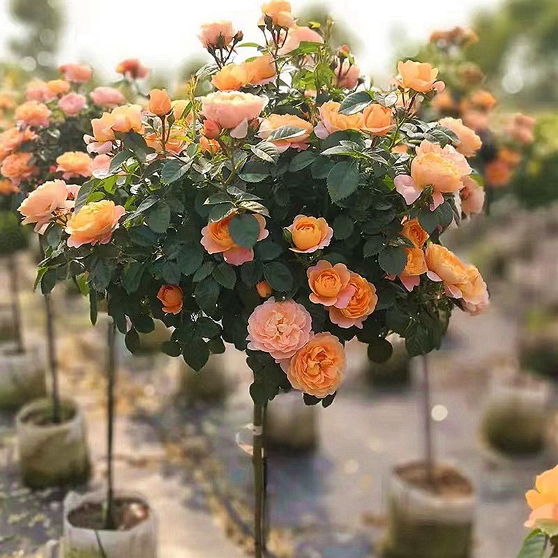 高档树桩月季花苗植物玫瑰大花浓香四季开花别墅庭院盆景树状月季