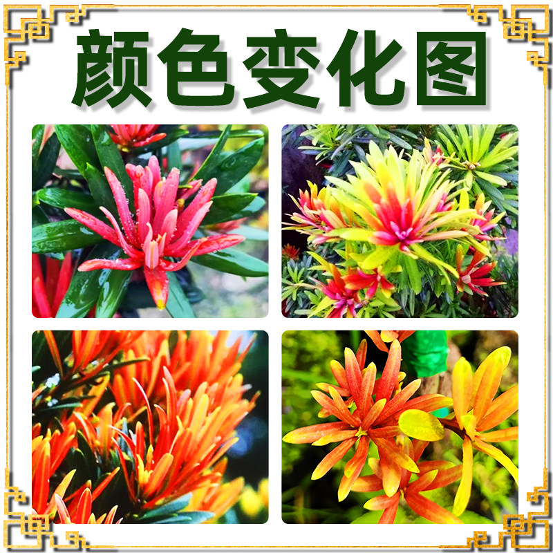 新款海岛红芽太子妃罗汉松盆景素材四季盆栽植物净化空气庭院阳台