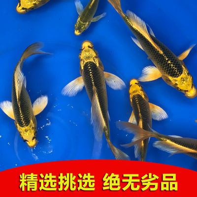 火凤凰锦鲤 冷水龙凤观赏鱼