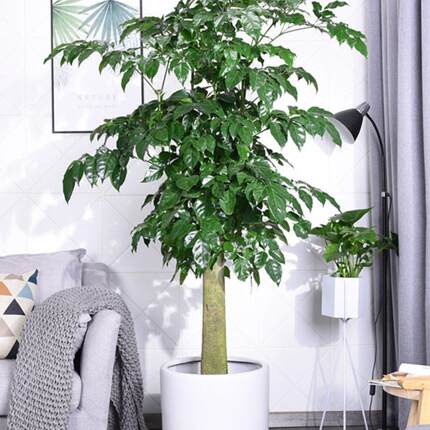 幸福树绿植大型绿宝盆栽室内客厅办公室前台阳台绿色植物净化空气
