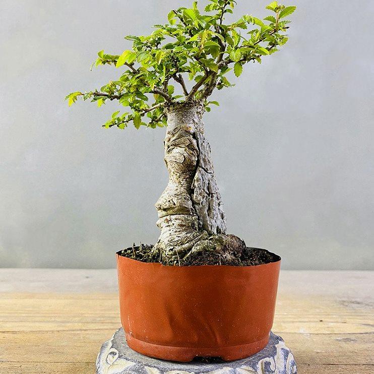 小叶榆树抱石微型盆景花卉植物室内花榔榆客厅办公室桌面绿植盆栽