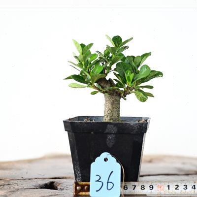 原生日本达摩清誉喜黛玉小叶栀子花小品素材桩 茶桌书桌盆栽
