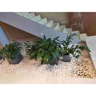 园艺石子水洗石白石头汉白玉彩石园艺盆栽石头铺面庭院造景