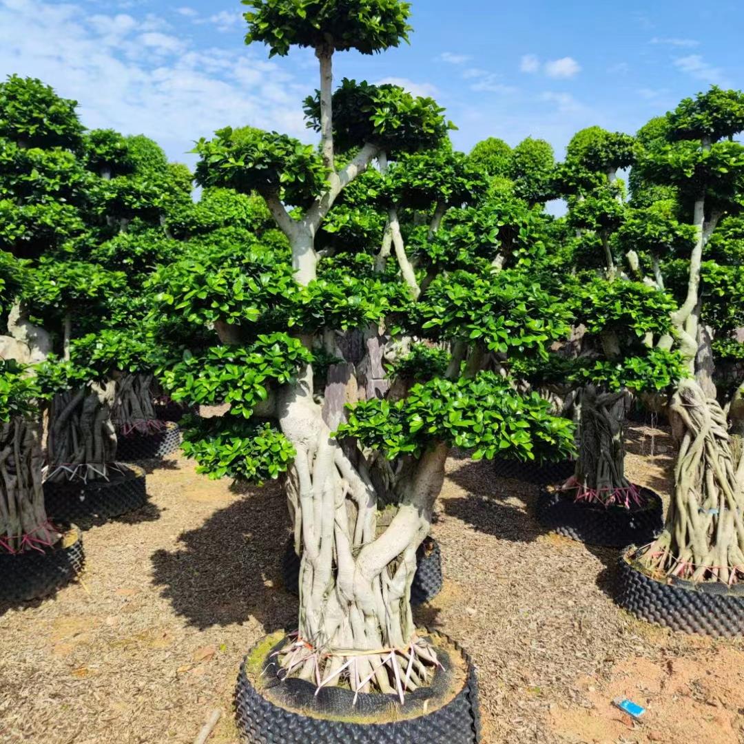 大型榕树盆景S弯型8字金钱榕树盆栽造型树桩室内净化空气绿植花卉