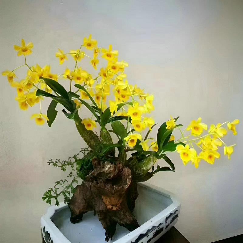 鼓槌石斛盆栽种苗带根绿植物庭院室内阳台药用观赏国兰棒槌吊兰花