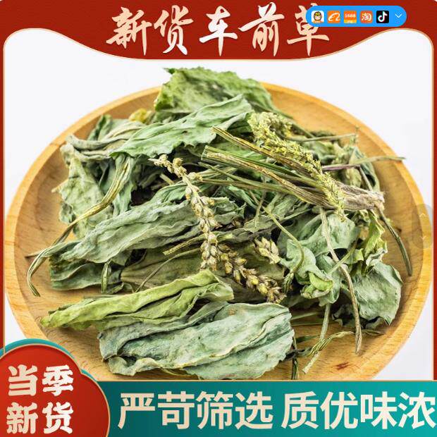 车前草的功效与作用车轮草泡水喝袋泡茶车前子野生干车钱草中草药