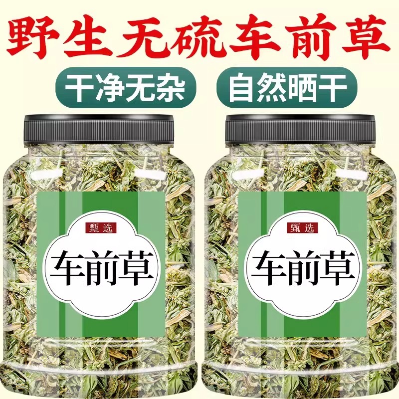 车前草野生干货官方旗舰店中药野生中药材正品泡水喝的功效与作用