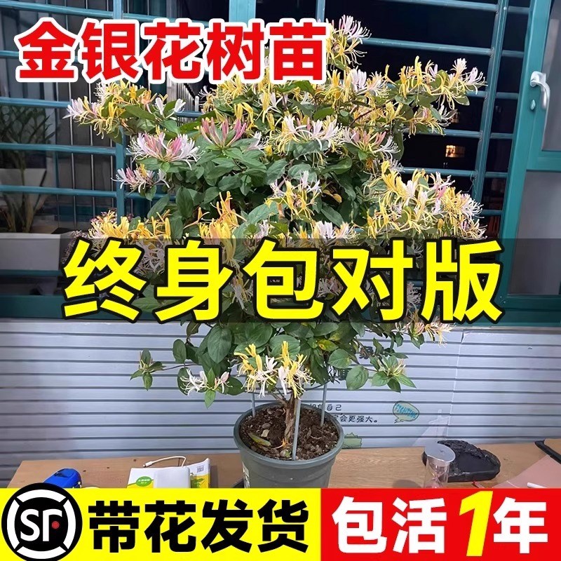 金银花树苗盆栽带花阳台庭院可观赏食用老桩四季开爬藤花卉绿植物