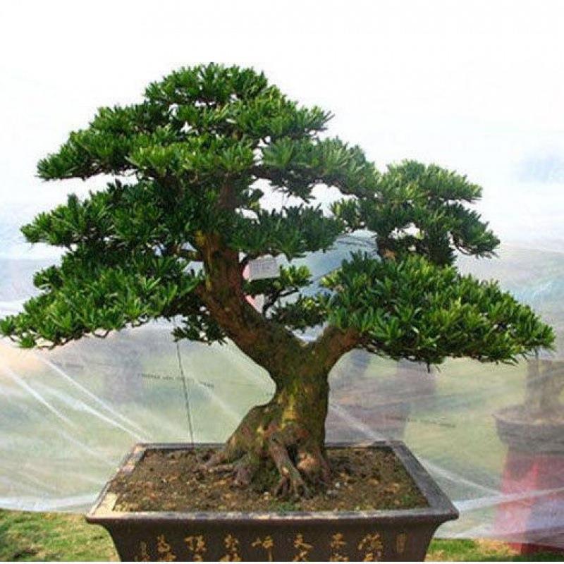 雀舌罗汉松盆景树桩花卉珍珠罗汉盆景室内盆栽庭院盆栽创意造型树