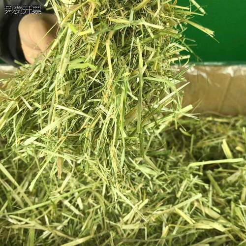 苜蓿燕麦草羊驼动物园长