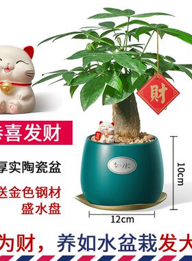 2024新款小i金蛋发财树 好养盆栽室内植物水养办公室桌面水培绿植
