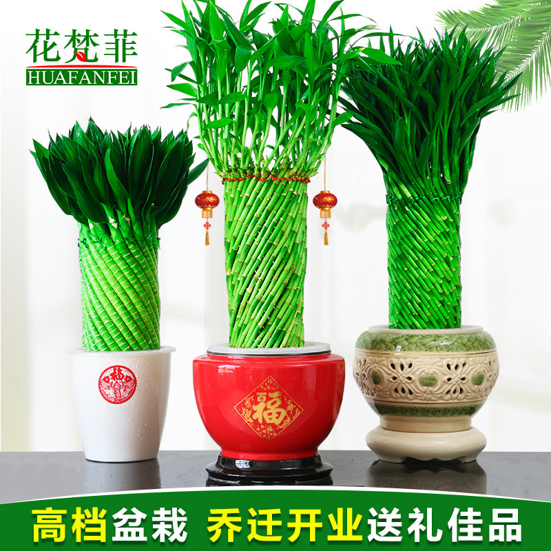 高档富贵竹e植物水养办公室客厅室内乔迁开业招财大型绿植花卉盆