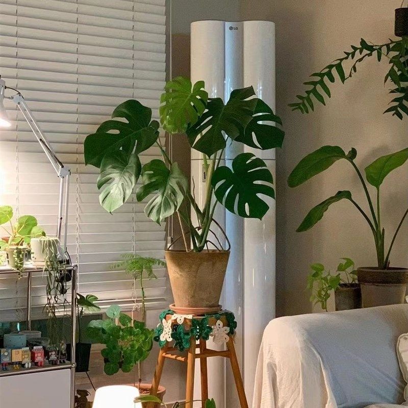 老桩龟背芋盆栽大型室内好养植物客厅观叶绿植净S化空气除甲醛花