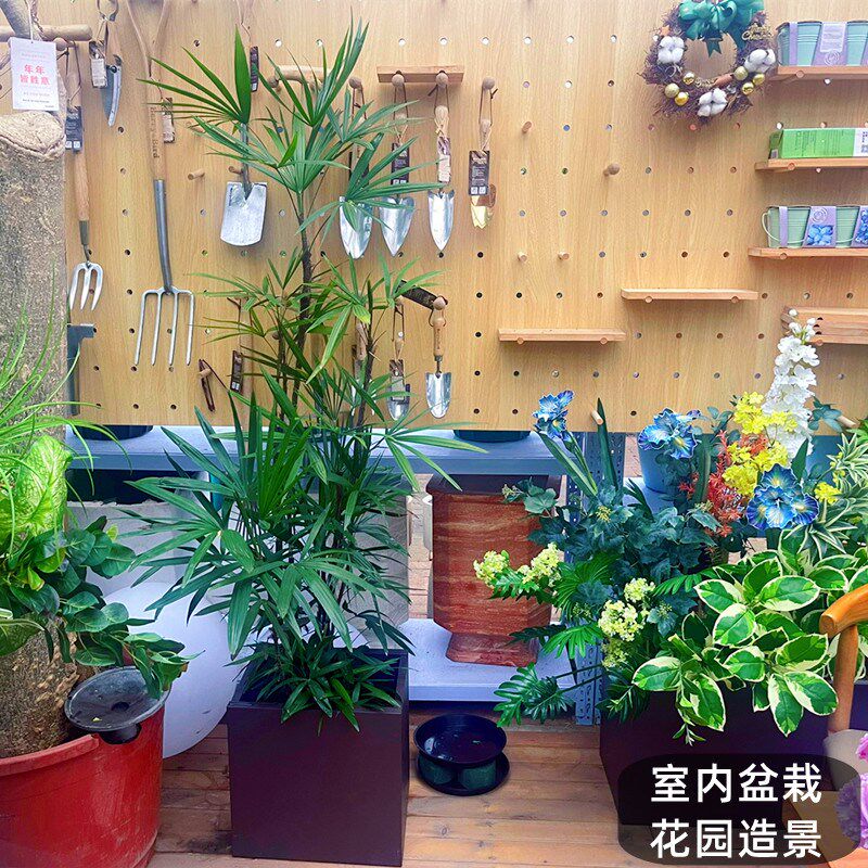 小叶金山棕竹大叶棕竹盆栽大型室A内竹子耐寒观叶绿植花镜搭配植