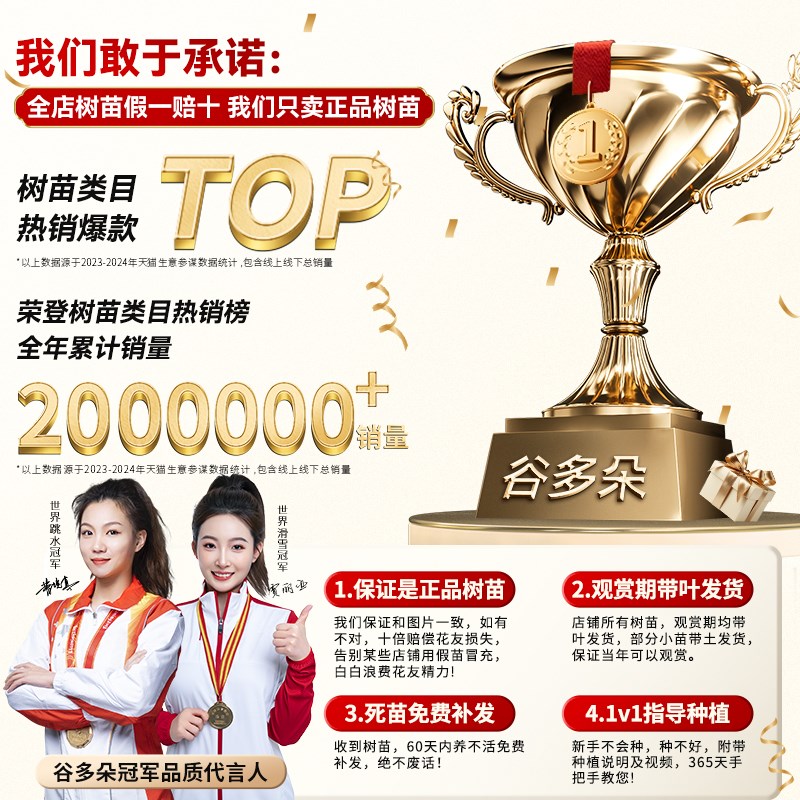 特级带花三角梅盆栽花卉树苗老桩大苗重H瓣阳台四季开花室内外好