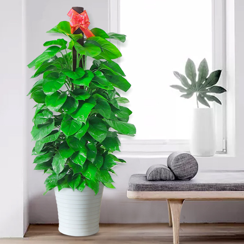 北京大绿萝盆栽绿植物绿箩大叶除甲醛花卉办公室内大型Z客厅发财