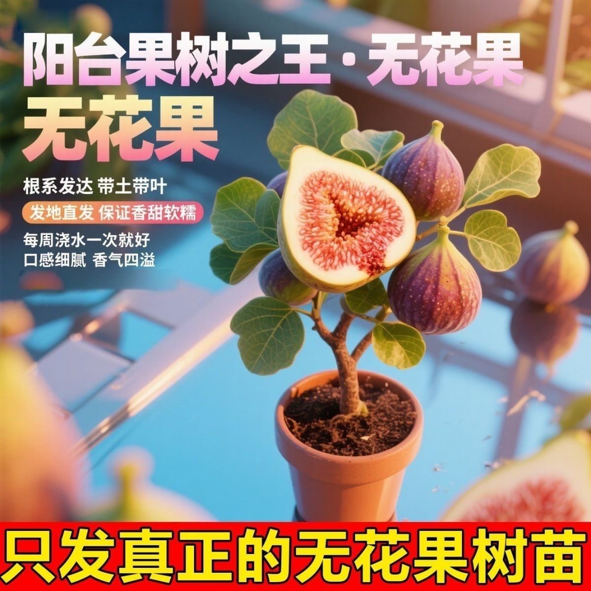 耐活无花果树果苗特大矮化盆栽波姬红南方北阳台种植当年结果盆栽