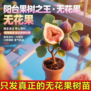 耐活无花果树果苗特大矮化盆栽波姬红南方北阳台种植当年结果盆栽