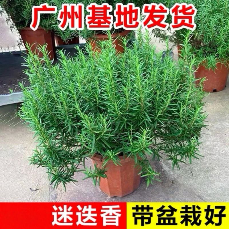 迭迭香食用食品级迷迭草老桩超级大号大盆室内驱蚊可食用净化空气