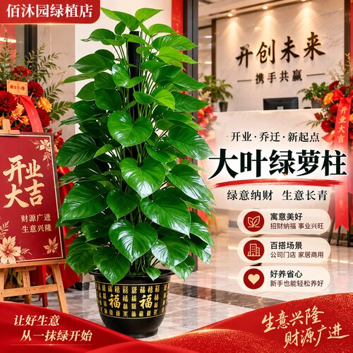 大叶绿萝柱大盆栽客厅大型绿植室内绿萝装饰品净化空气植物好养活