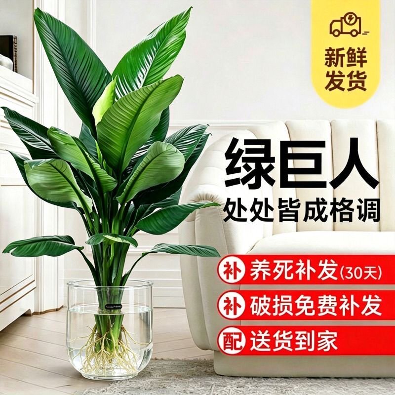 绿巨人水培客厅大型绿植物绿植办公室净化空气四季好易养富贵转运