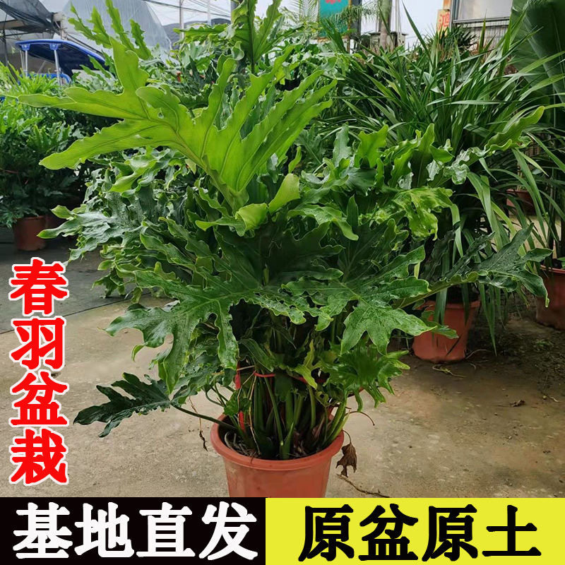大型植物春羽室内热带绿植办公盆栽水土培盆好养活观叶植物景花卉