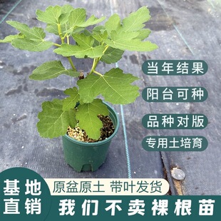 耐养无花果树果苗特大矮化盆栽波姬红南方北阳台种植当年结果盆栽